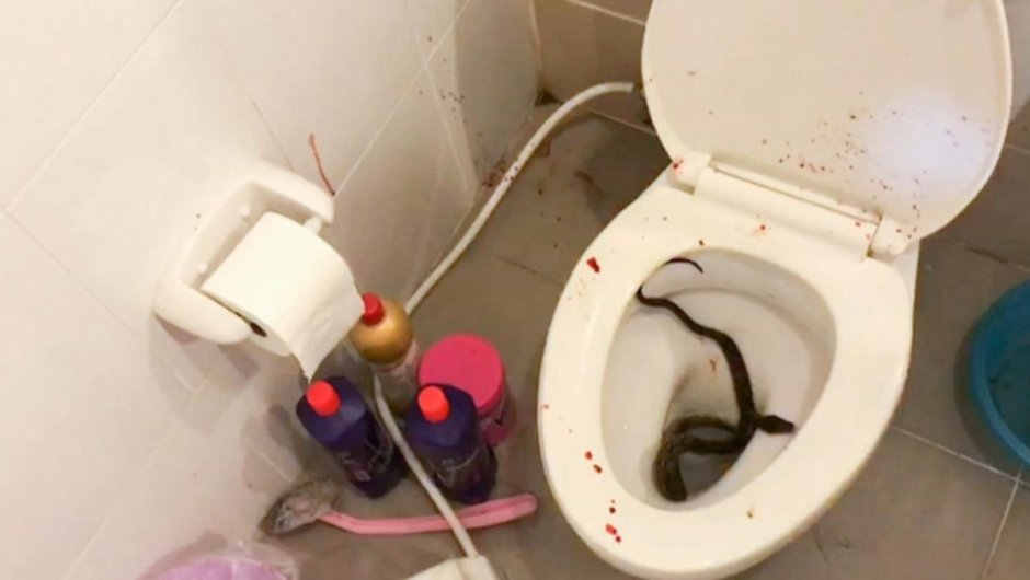 La serpiente habría ingresado por el desagüe. (Foto: TMZ).